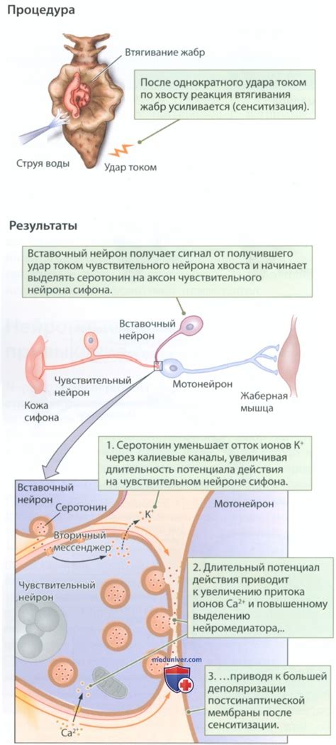 Роль нейронов и синапсов в процессе памяти