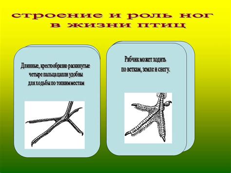 Роль обрамления передних ног в движении птиц по земле и в деревьях