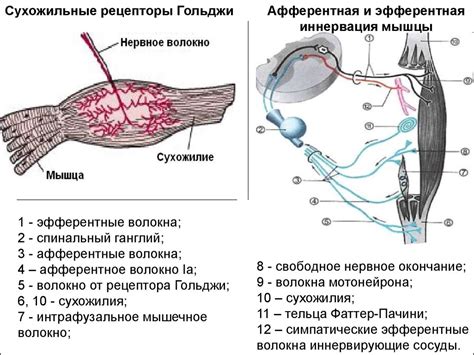 Роль органа равновесия в координации движений