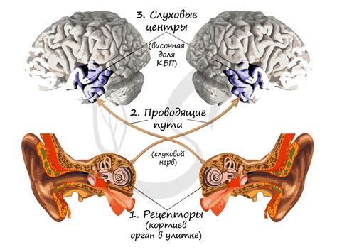 Роль органа слуха и обработки звука