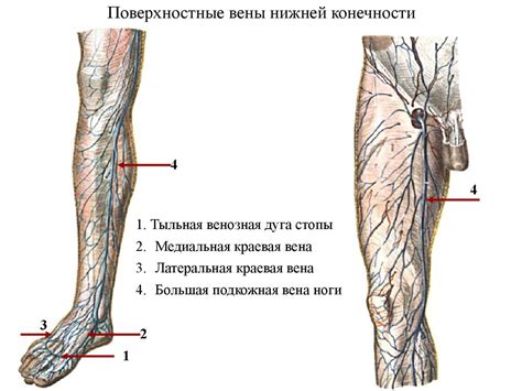 Роль основной вены нижней полости в организме