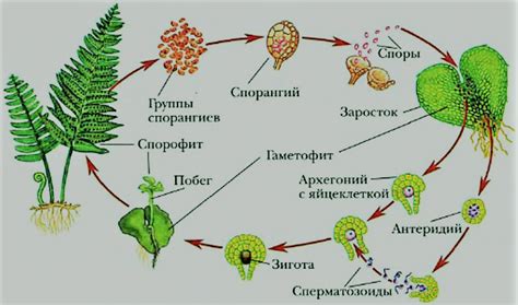 Роль основных компонентов органов размножения сосны: изучение структуры