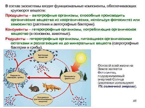 Роль особи лакедры в биологической системе и ее важность для окружающей среды