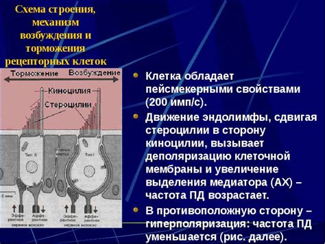 Роль особых рецепторных клеток в определении направления головы у червяков