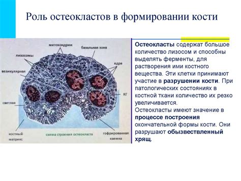 Роль остеобластов и остеокластов в формировании костного вещества