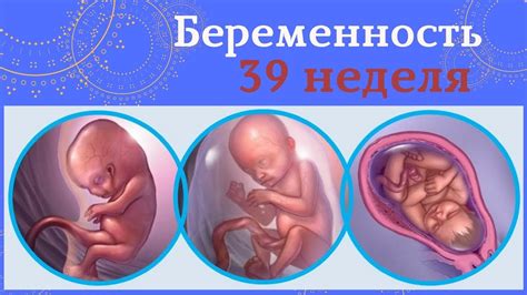 Роль партнера при сближениях на 37-ой неделе беременности