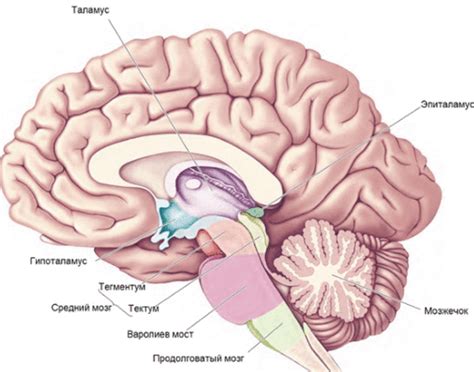 Роль перегородчатого отдела мозга в познавательных функциях человека