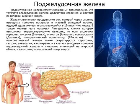 Роль печени, желчного пузыря и поджелудочной железы в процессе пищеварения