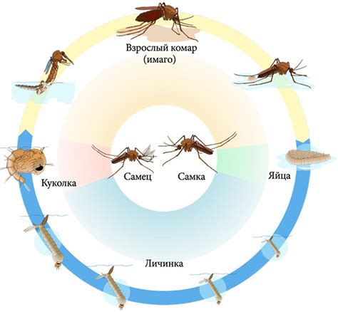 Роль питания комаров в продолжительности их жизни