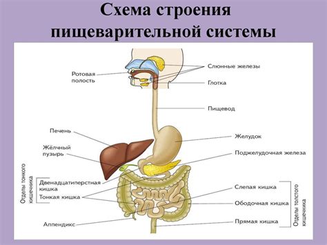 Роль пищеварительной системы в процессе роста и развития организма