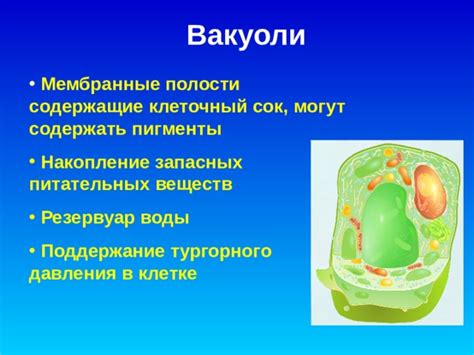 Роль пищевой вакуоли в обработке питательных веществ у простейшей организации