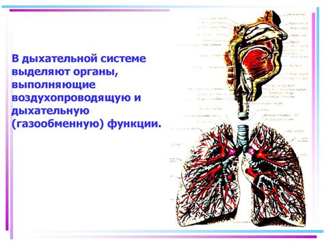 Роль плевры в дыхательной системе: основные функции и важность для организма