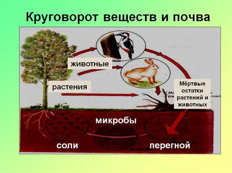 Роль почвы в процессе развития белых груздей