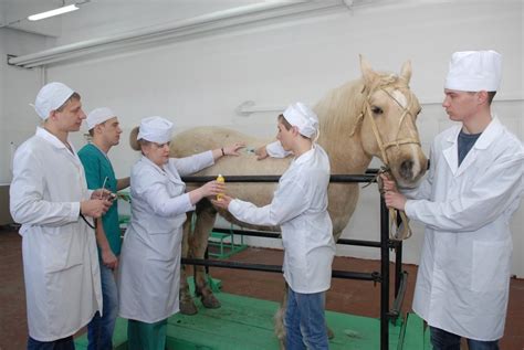 Роль практического обучения в ветеринарной сфере