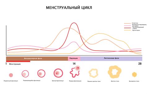 Роль прогестерона в сокращении сексуального влечения и возможные подходы к решению проблемы