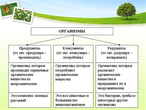 Роль производителя в ситуациях, связанных с гарантией автомобиля