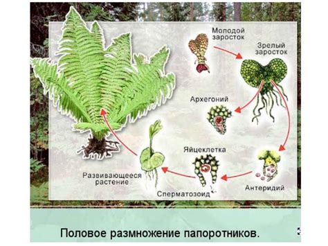 Роль расположения бутона для развития папоротников