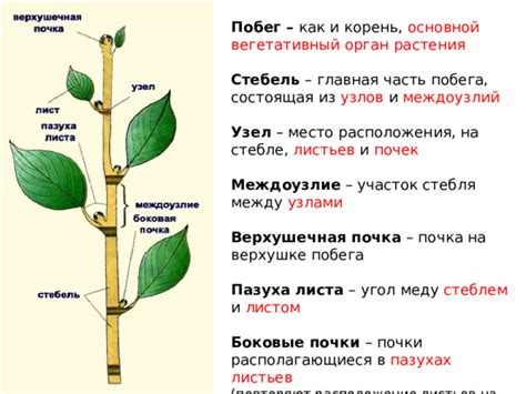 Роль расположения листьев и стебля в формировании оптимальных условий роста и развития кактусов 