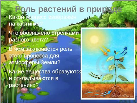 Роль растительности в создании окружающей среды для амфибий в третьем году обучения