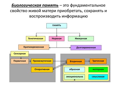 Роль ретикулярной совокупности в управлении сознанием и настоянии