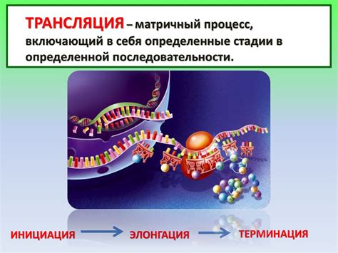 Роль рибосом в передаче генетической информации
