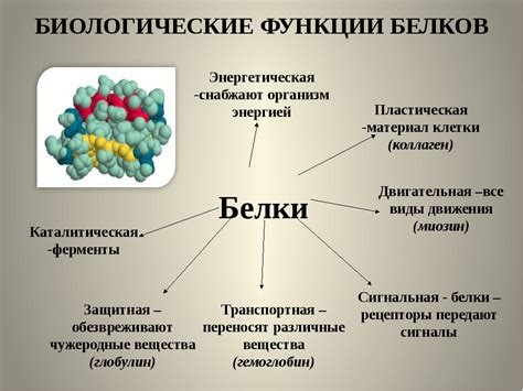 Роль ротовируса в организме: его значение и функции