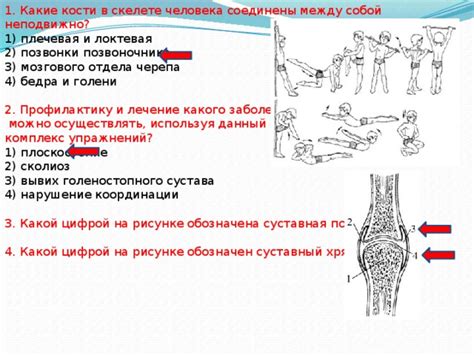 Роль связующей структуры в суставах и скелете