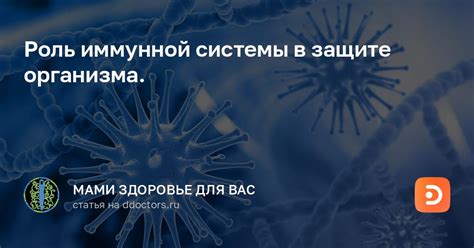 Роль селезенки в защите организма: важность для иммунной системы