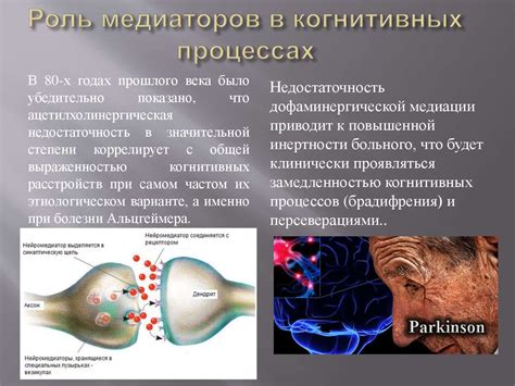 Роль серого вещества в когнитивных процессах и психических расстройствах