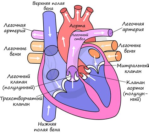 Роль систолы в работе сердца и его важность для кровообращения