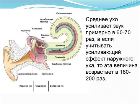 Роль слухового анализатора в принятии и понимании речи