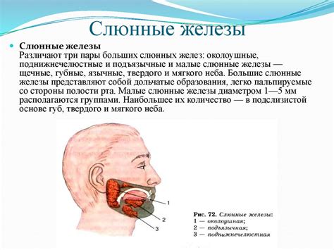 Роль слюнных желез в устной полости: основные функции