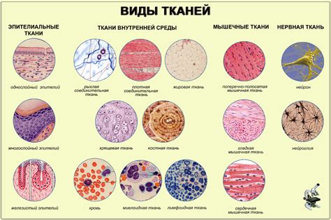 Роль соединительной ткани в организме и ее уникальные свойства