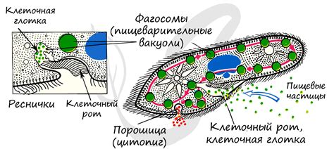 Роль сократительных вакуолей в обмене веществ у инфузории туфельки