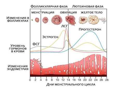 Роль соления капусты в регуляции менструального цикла