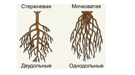 Роль сосудистой системы у однодольных и двудольных растений