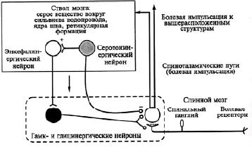 Роль спинозаминального пути в передаче болевых и тактильных сигналов