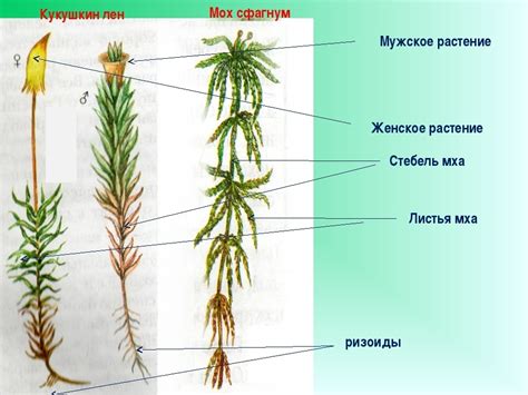 Роль спорангия в развитии и размножении кукушкина льна