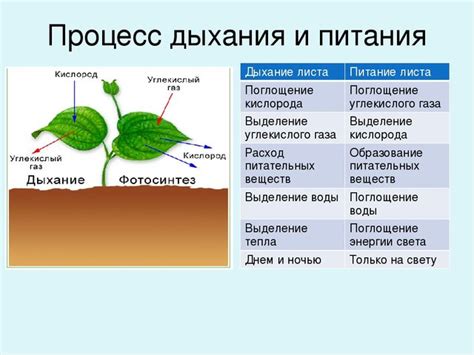 Роль стоматы в процессе дыхания растений