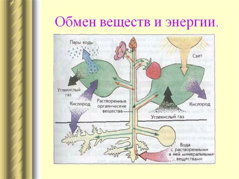 Роль теплой жидкости в активации обмена веществ организма