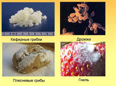 Роль термофильных дрожжей в пищевой и фармацевтической промышленности