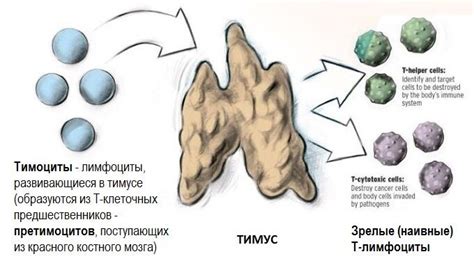 Роль тимуса в развитии и функционировании иммунной системы