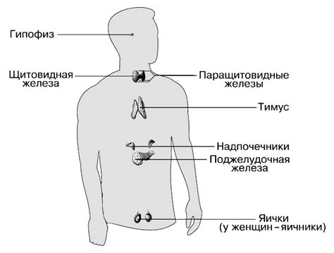 Роль тимуса в репарации тканей и обновлении организма