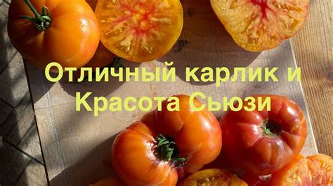 Роль томатных продуктов в придании выразительного оттенка борщу