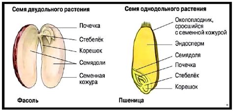 Роль тонких волосяных структур в разные части растения: главные задачи и география распределения