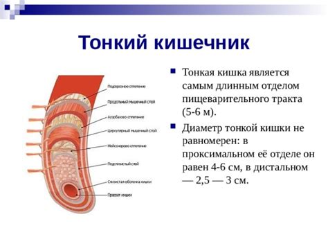 Роль тонкого кишечника в процессе жидкопоглощения