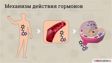 Роль углерода в составе гормонов и энзимов