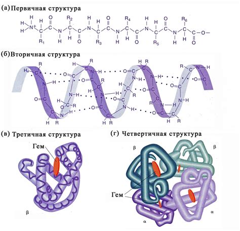 Роль углеродных соединений в структуре и функции белков