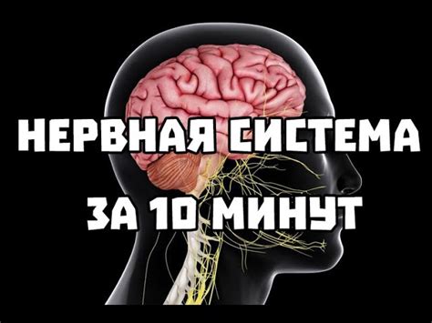 Роль узлов промежуточных ребер в функционировании нервной системы