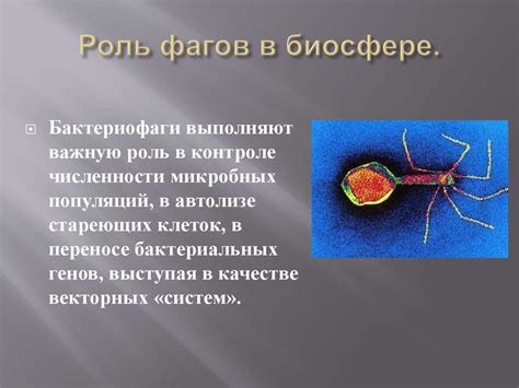 Роль фагов в передаче и сохранении генетической информации у микроорганизмов